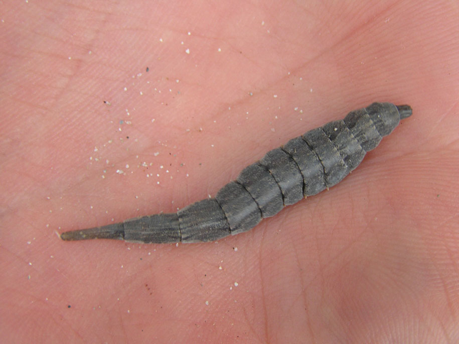 larva di Dittero Stratiomydae
